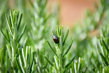 Küçük parlak uğur böceği Chrysolina fastuosa