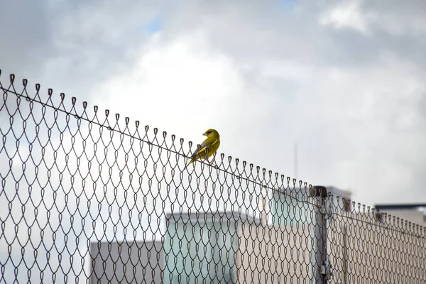 Pequeno Pássaro Cerca Metal Área Urbana — Fotografia de Stock