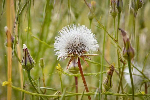 Lovely Pinwheel Flower Taraxacum Officinale — Stock Photo, Image