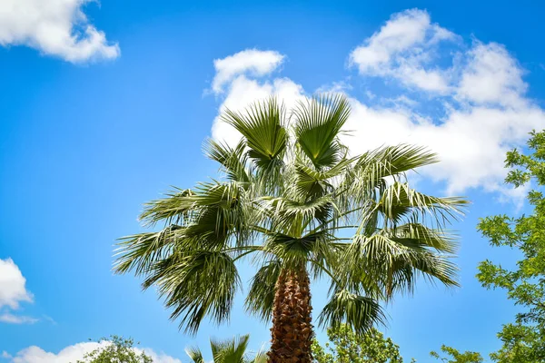 tropical palm tree with sky with clouds