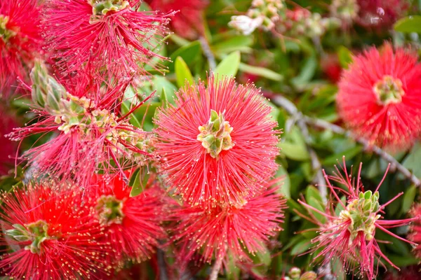kırmızı fırça çiçeği Callistemon citrinus