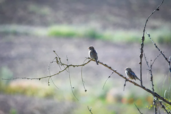 野生麻雀幼鸟 披着母亲的衣服 家养麻雀 — 图库照片