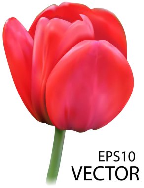 Beyaz arka planda vektör lale. Fotogerçekçi vektör. Kırmızı izole lale