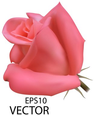 Vektör fotogerçekçi gül. Pembe gül beyaz arka planda izole edilmiş. Vektör ağı gülü