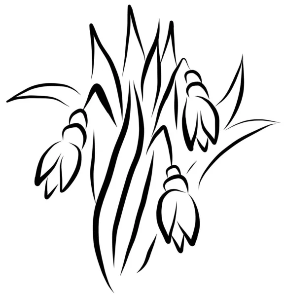 Vector Snowdrop Desenho Por Linhas Esboço Neve Vetor Isolado Sketch — Vetor de Stock