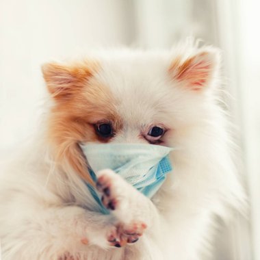 Tıbbi maskeli küçük beyaz tüylü bir köpek bacak bacak üstüne atıyor. Virüs koruması. Virüslere ve alerjilere karşı koruma kavramı. Coronavirüsü durdurun.