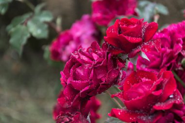 Bahçede yağmurdan sonra kırmızı güller