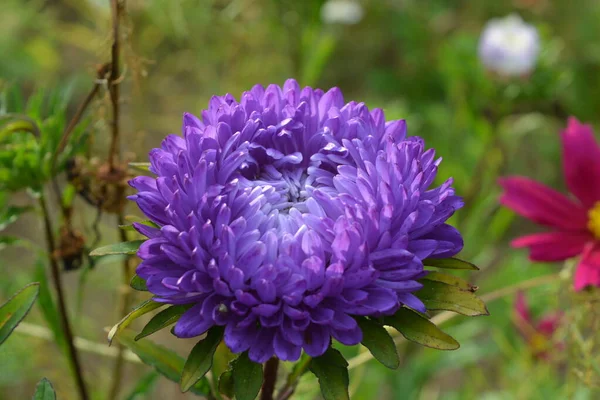 Vacker Lila Aster Bakgrund Gröna Blad — Stockfoto