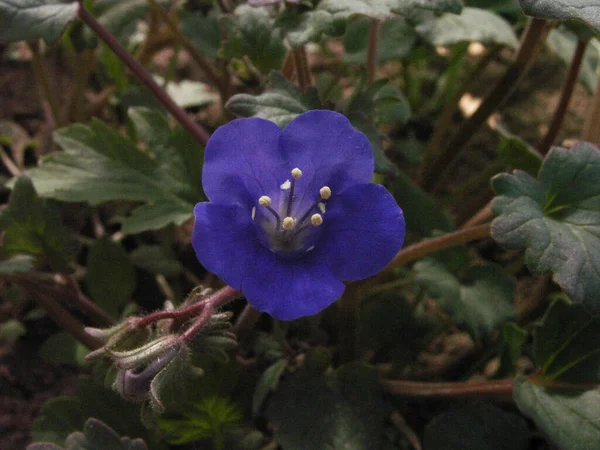 Vacker Ljus Blå Blomma Bakgrund Gröna Blad Sommarträdgården — Stockfoto