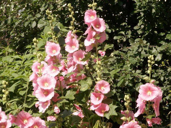 Vacker Blommande Rosa Malva Sommarträdgården Bakgrund Gröna Blad — Stockfoto