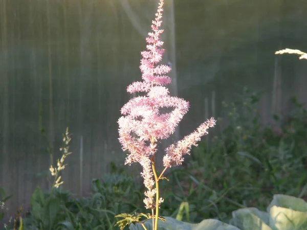 Hermoso Astilbe Rosa Jardín Verano Fotos De Stock