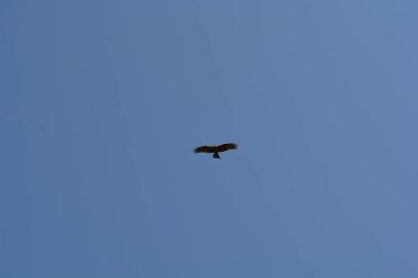 Şahin mavi gökyüzünde süzülüyor