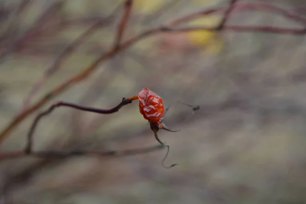 Сухой Красный Шиповник Саду Осенью — стоковое фото