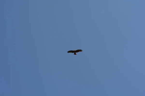 stock image Hawk soars in the blue sky