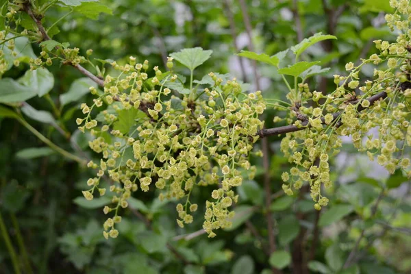 Röda Vinbär Blommar Vårträdgården — Stockfoto