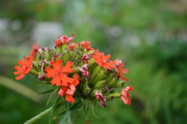 Yaz bahçesinde güzel kırmızı çiçek