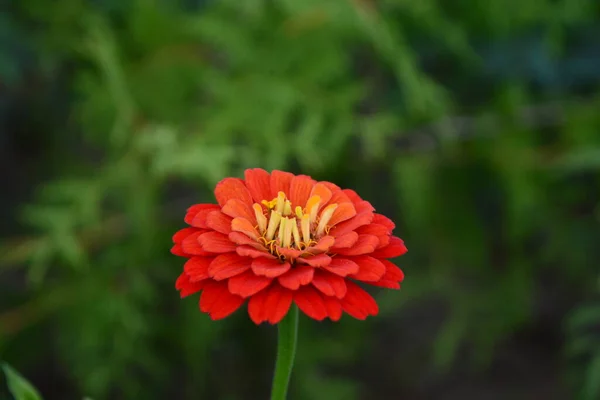 Vacker Röd Zinnia Blomma Sommar Trädgård — Stockfoto