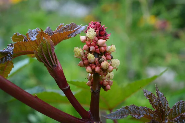 夏に庭のキャスター豆の花 — ストック写真