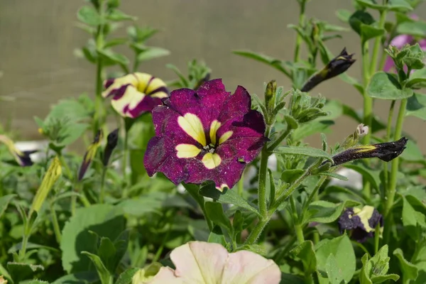 Vacker Lila Blomma Med Blekgul Mitt Trädgården Sommaren — Stockfoto