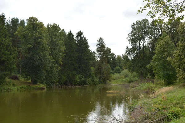 Beautiful Overgrown Green Pond Summer — Stock Photo, Image