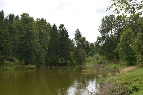 Bel Étang Vert Envahi Été — Photo