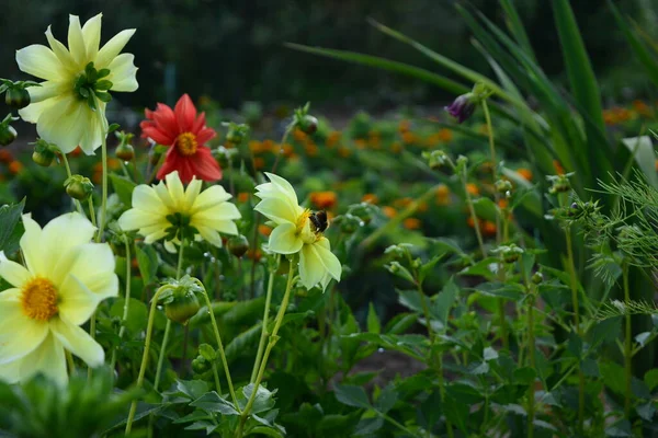 Vackra Citrongula Och Röda Blommor Trädgården Sommaren — Stockfoto