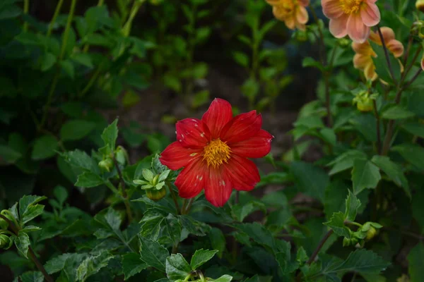 Όμορφο Κόκκινο Λουλούδι Φόντο Πράσινων Φύλλων Έναν Καλοκαιρινό Κήπο — Φωτογραφία Αρχείου