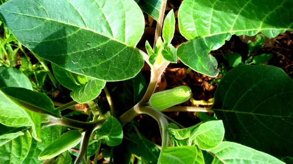 大豆科植物属9种有毒的发泡花植物属 属苏门答腊科 它们通常被称为荆棘或金银花 但也被称为魔鬼的号角 — 图库照片