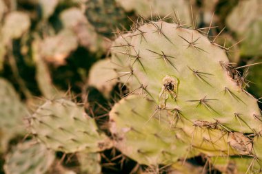 Güzel Kaktüs bitkisi dışarıda keskin ve güzel
