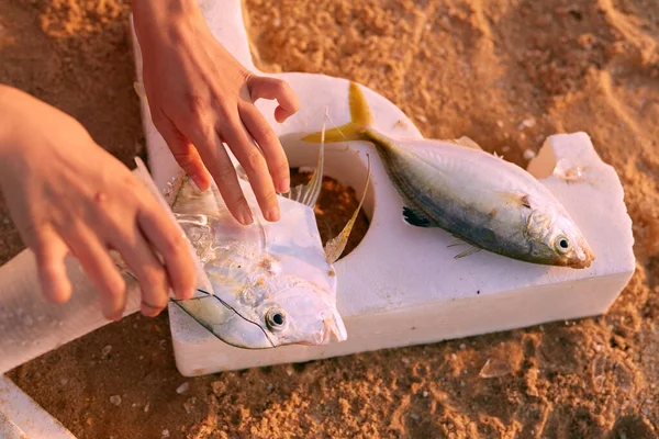 Handen halen vis uit een net — Stockfoto