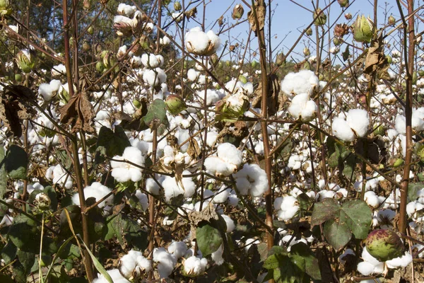Cotton plants with balls