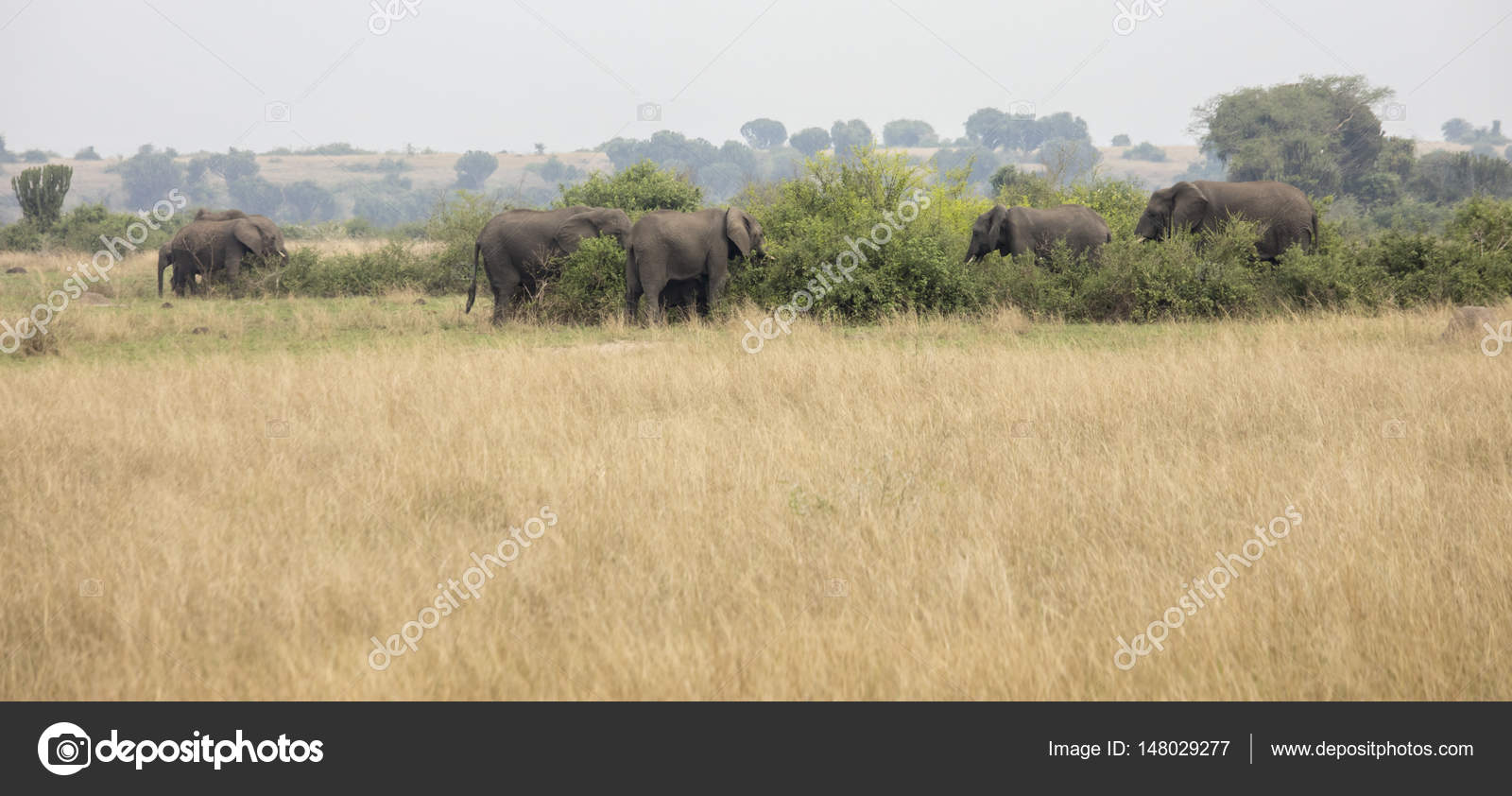 queen of the elephants download Read the new book queen of the elephants read now pdf online.