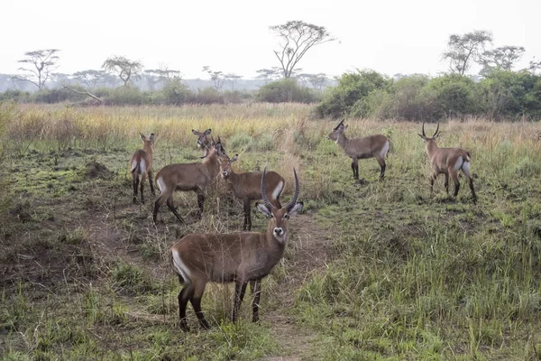 Herd of Defassa Waterbuck, Queen Elizabeth National Park, Uganda