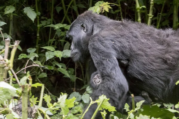 Female gorilla carrying baby, Bwindi Impenetrable Forest Nationa