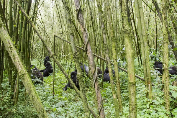 Mountain gorilla group in Volcanoes National Park, Virunga, Rwan