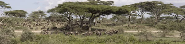 Panorama of great wildebeest migration, Serengeti