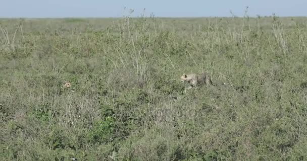 Mladí gepardi ve hře, Serengeti, 4k