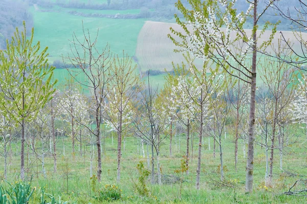 Una mirada melankolica alvandor