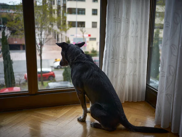 Todos estamos en cuarentena                       