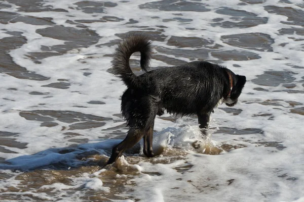 Descubriendo las olas en la playa