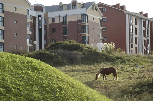 Ciudad 'daki Özgürlük Hayvanı