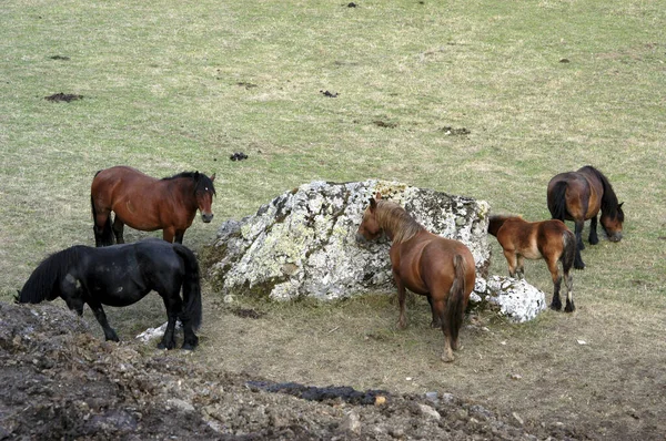 Horses grazing and sucking salt rock