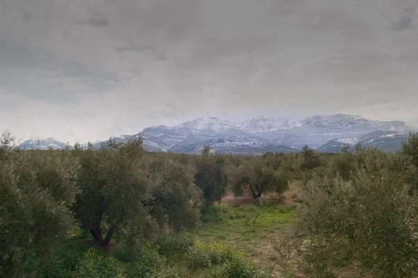 Sierra de Cazorla 'da zeytin tarlası