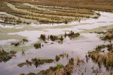 Ebro Nehri Deltası 'ndaki pirinç tarlaları. Akbalıkçıllar düşen tahıllarla beslenmeye gelirler. Delta, kollar arasında bölündüğü bir nehrin ağzında oluşan alüvyonlu bir birikintidir.
