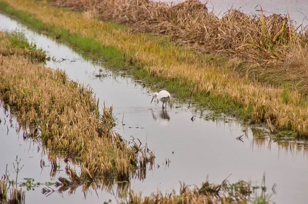 Ebro Nehri Deltası 'ndaki pirinç tarlaları. Akbalıkçıllar düşen tahıllarla beslenmeye gelirler. Delta, kollar arasında bölündüğü bir nehrin ağzında oluşan alüvyonlu bir birikintidir.