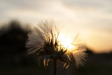 Doğada bir karahindiba boyunca gün batımı