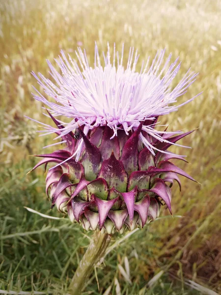 Thistle Flower Blooming Grass Spring — Stock Photo, Image