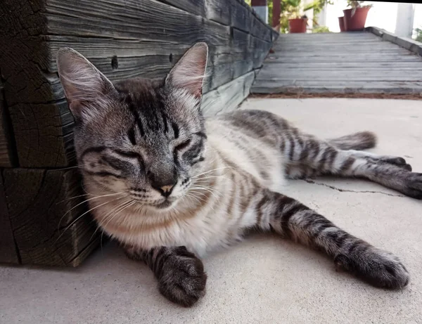 Tabby Cat Lying Porch Hot Sunny Morning — Stock Photo, Image