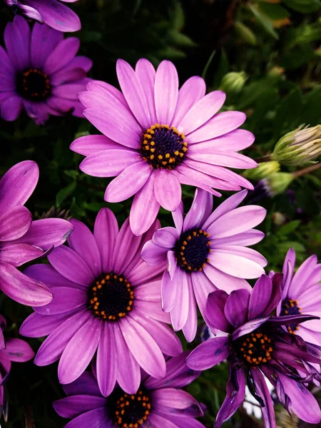 紫色のデイジーが庭に咲く — ストック写真