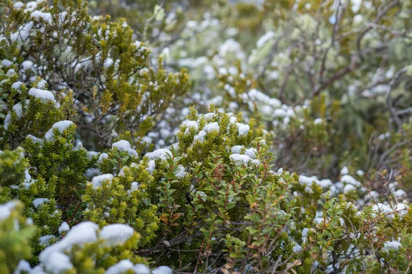 被雪覆盖的山间灌木 — 图库照片